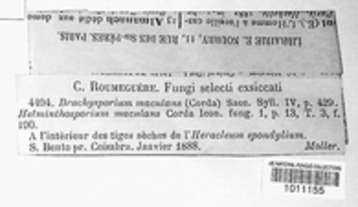 Brachysporium image